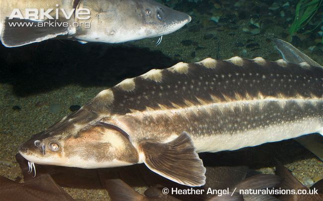 Acipenser sinensis Gray, 1835